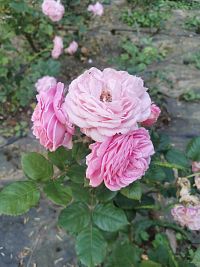 ruža pred mauzóleom