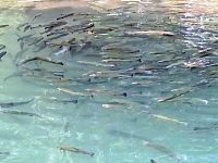 v malom rybníku je možnosť vyloviť si rybu