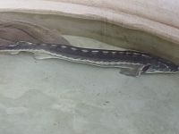 aj takúto rybu si tu môžete kúpiť