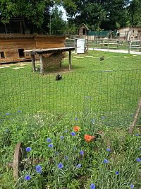 zajačkovia v svojom výbehu, v popredí kvetiny