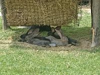 poobedňajšia siesta