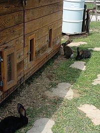 zajačikovia v mini ZOO