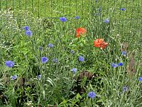 poľné kvety pred výbehom so zajacmi