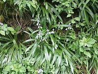 drobné kvietky pri studničke