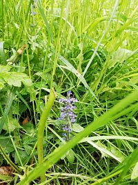 drobný kvietok v tráve