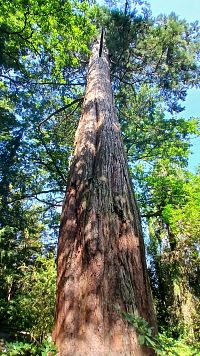 z Náučného chodníka Plochou severoamerických drevín I