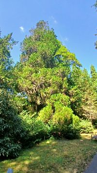 z Náučného chodníka Plochou severoamerických drevín II