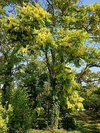 jeden zo stromov, ktorý ma zaujal