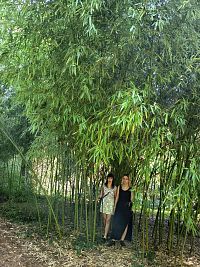 z Náučného chodníka Ambrózyho vždyzeleným parkom III