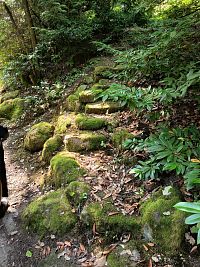 z Náučného chodníka Ambrózyho vždyzeleným parkom IV