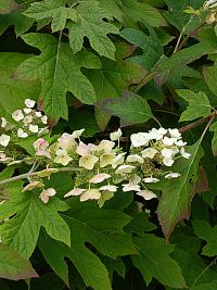 občas sa objavil aj nejaký kvet