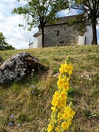kostolík na miernej vyvýšenine s pokosenou trávou a niekoľkými poľnými kvetmi