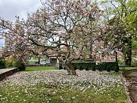 odkvitajúca magnólia s množstvom opadaných okvetných lístkov