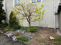 jar - stromy sa začínajú zelenať, prvé kvety kvitnúť