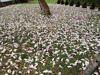 ružové lupene pod magnóliou