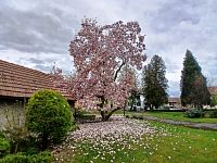 druhá magnólia v areáli kostola