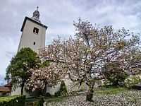 kostolná veža a odkvitajúca magnólia