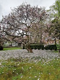 magnólia pri kostole