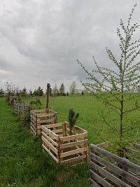 rôzne druhy stromkov