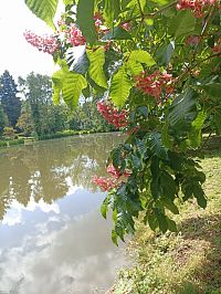 jeden z rybníkov v parku