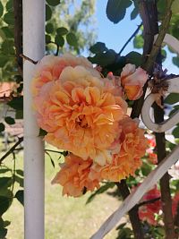 ruže - hlavný artikel záhrady