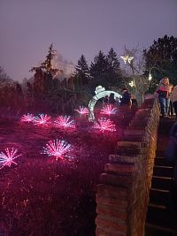 svietiace kvety, naľavo Trenčiansky hrad v mlhe