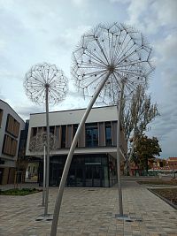 púpavy vysoké od 3,5 m do 5 metrov