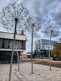 štyri z piatich odkvitnutých púpav