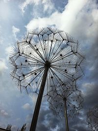 krásna jemná púpava