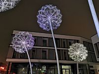 zdola osvetlené púpavy