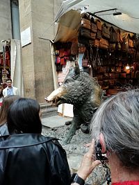 ak sa návštevník dotknete nosa diviaka, prinesie mu to šťastie