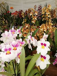 rôzne orchidee