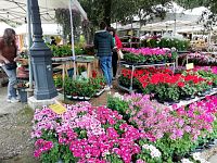 Taliansko - Toskánsko - Siena - mestské hradby s Medicejskou pevnosťou a pod ňou trhovisko s kvetmi