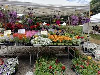 stánok s kvetinami určenými na výsadbu do záhrad