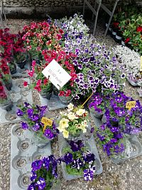 ešte letničky rôznych farieb