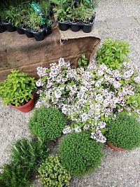 drobné zelené rastlinky