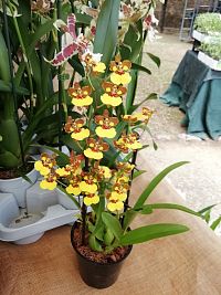 žlté orchidee