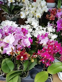 pestrofarebné orchidee