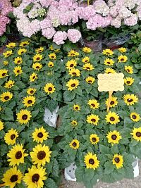 nízke okrasné slnečnice