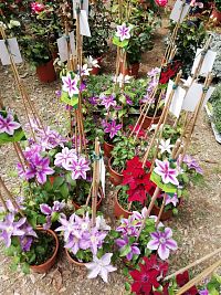 popínavé rastliny určené na výsadbu do záhrady