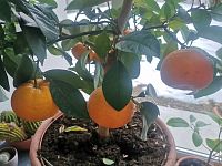 citrusové plody, ktoré pripomínajú slávne časy dubnických skleníkov