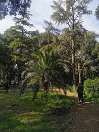 tmavšia, hustejšia časť parku