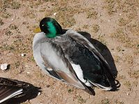 pri jazierku sa vyhrievajú kačky