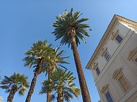 palmy pri paláci