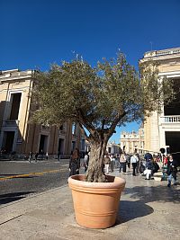 jedna z olív na ulici Via della Conciliazione