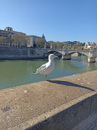 most Viktora Emanuela II. (Porte Vittorio Emanuele)