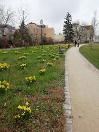 množstvo narcisov zdobí park na jar