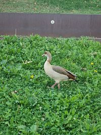 fauna parku