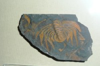 Muzeum trilobitů ve Skryjích