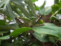 motýlek na farmě